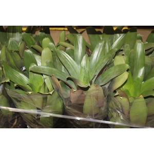 BROMELIA IMPERIAL P27 VERDE/VERMELHO