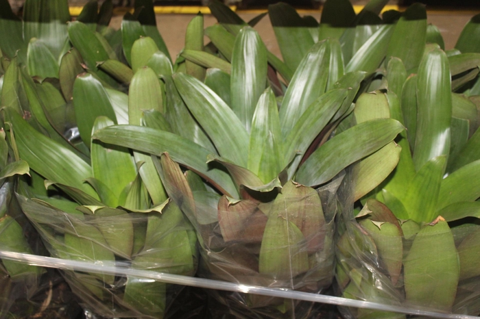 <h4>BROMELIA IMPERIAL P27 VERDE/VERMELHO</h4>