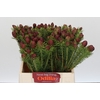 Kaaps Groen Cumosum