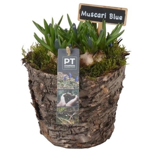 PTMB6283 Arrangement Muscari Blue in hout pot