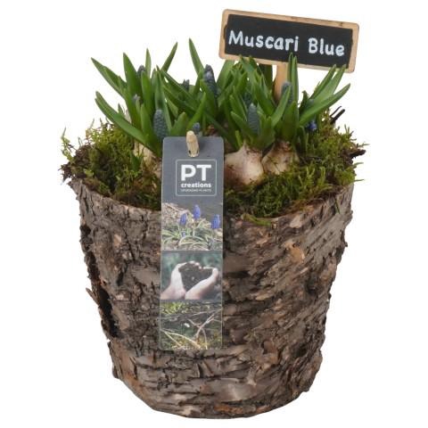 <h4>PTMB6283 Arrangement Muscari Blue in hout pot</h4>