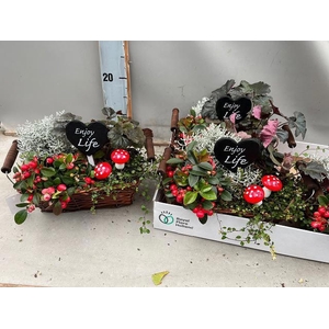 ARR TUINPLANTEN