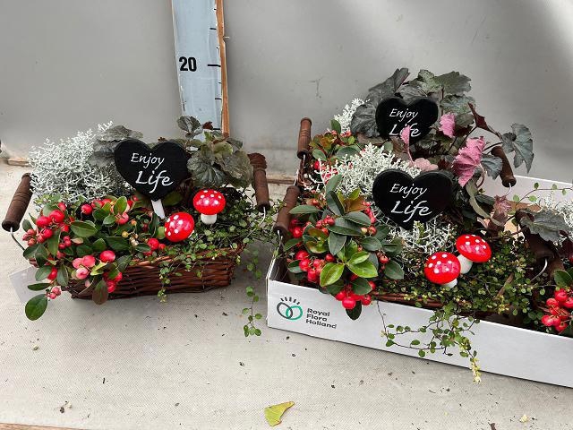<h4>ARR TUINPLANTEN</h4>