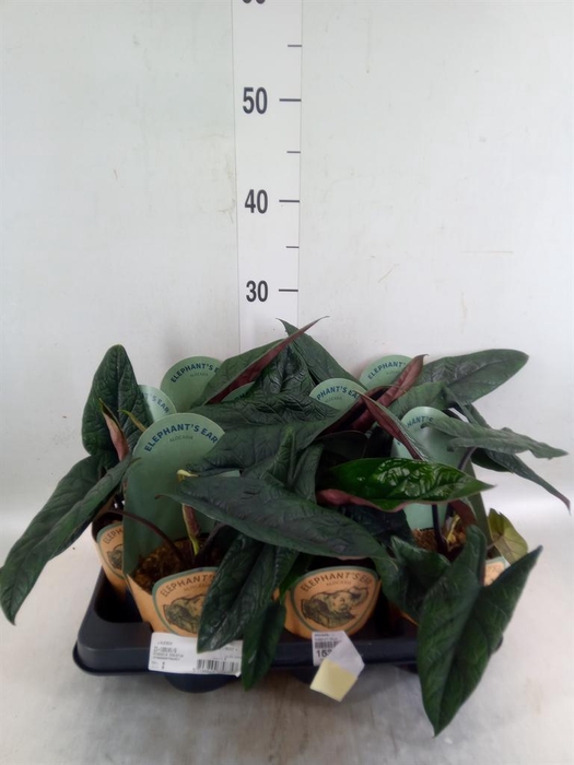 <h4>Alocasia   ...</h4>