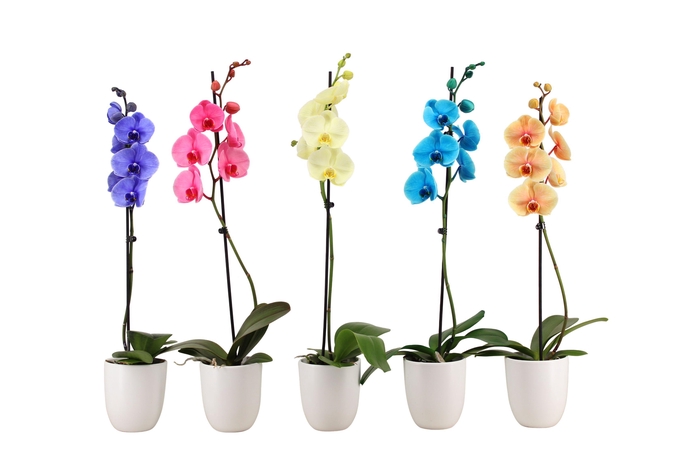 <h4>Hugo White Phal I Am Mix 1T9+</h4>