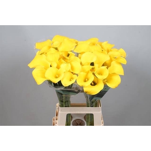 Calla Goldcup Kallaland