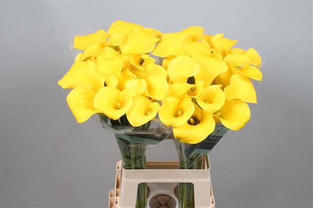 <h4>Calla Goldcup Kallaland</h4>