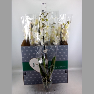 Phalaenopsis   ...white