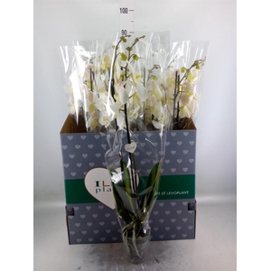 Phalaenopsis   ...white