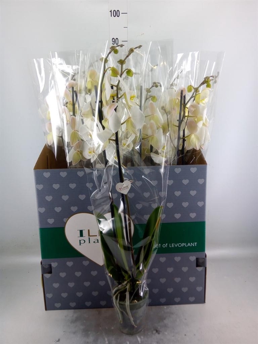 <h4>Phalaenopsis   ...white</h4>