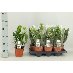 ZAMIO ZAMIIFOLIA