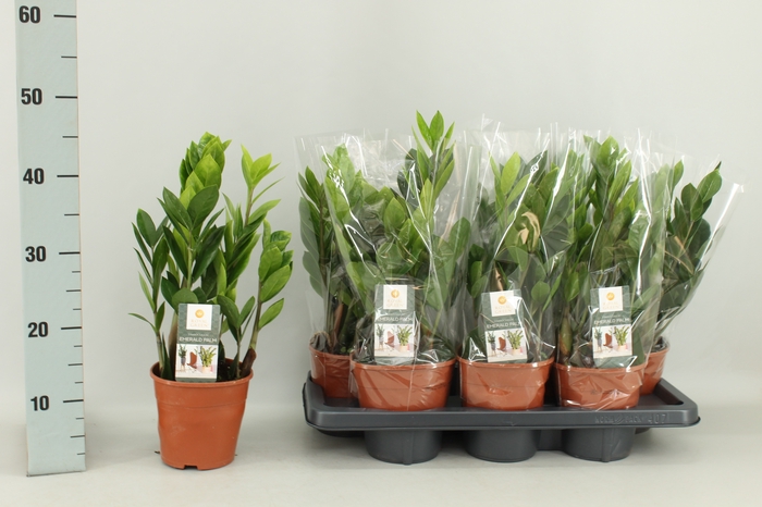 <h4>ZAMIO ZAMIIFOLIA</h4>