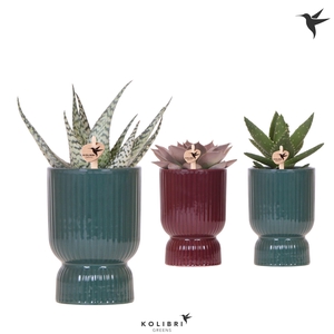 Kolibri Greens Succulenten mix in Diabolo pot green mix