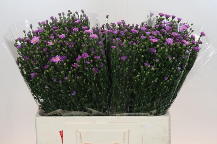 <h4>Aster Casarosa</h4>