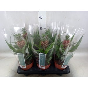 Ananas  'Rosita'