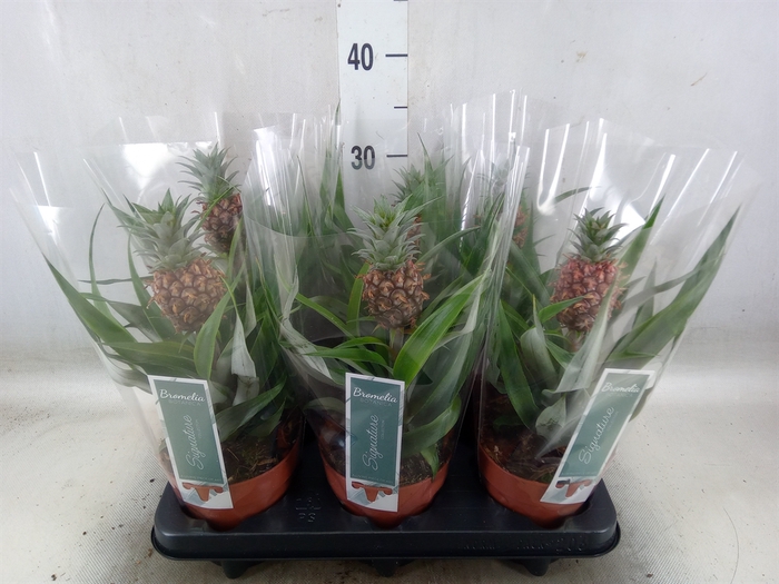 <h4>Ananas  'Rosita'</h4>