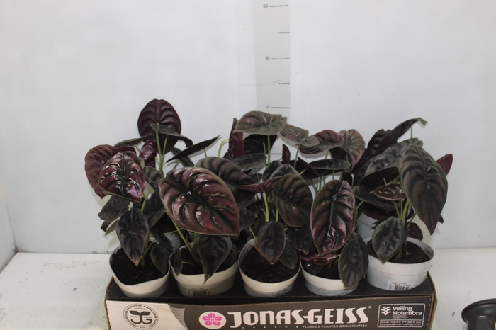 <h4>ALOCASIA CUPREA P12</h4>