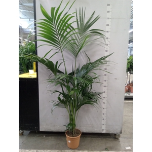 Howea forsteriana