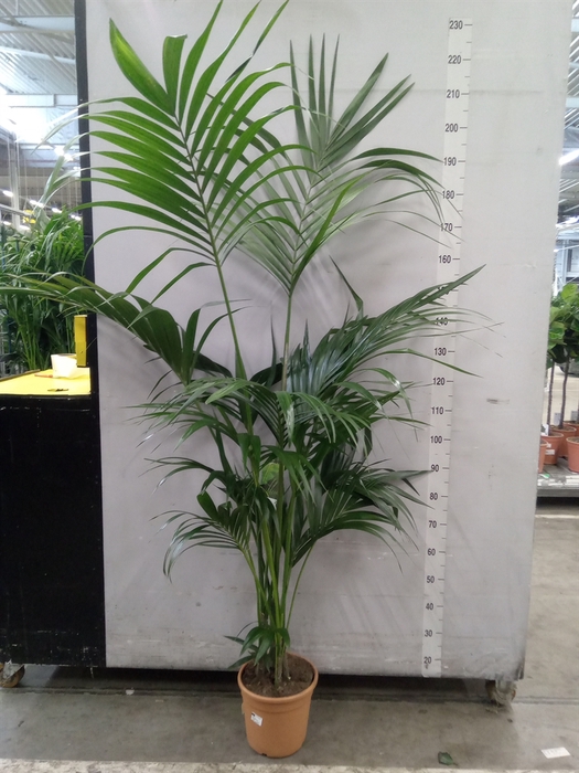 <h4>Howea forsteriana</h4>