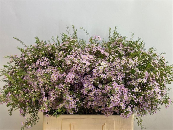 <h4>Chame Un Dori 20 GR,(IL),(5)</h4>