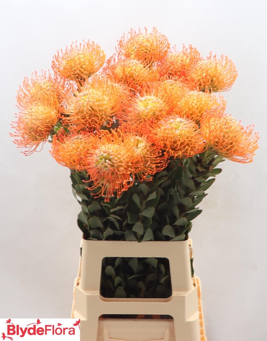 <h4>Leucospermum 'Queen Juliana'</h4>