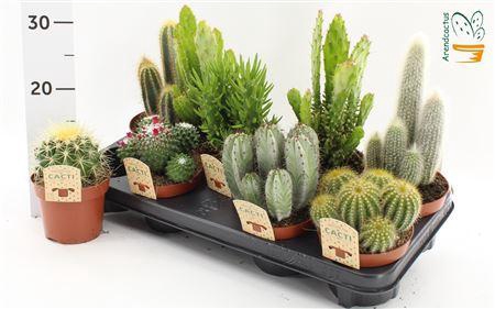 Cactus Gem