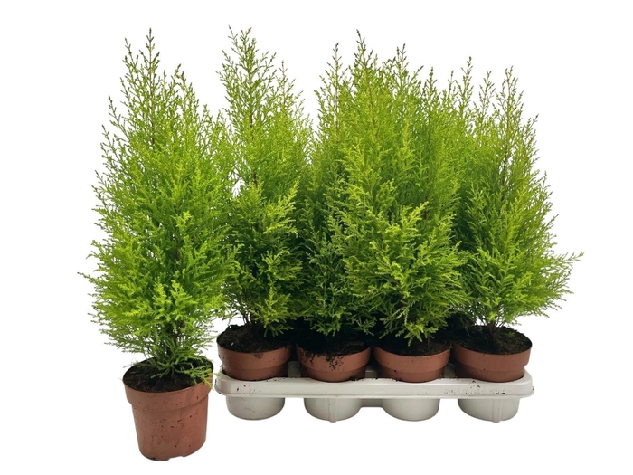 <h4>CUPR MA GOLDC WILMA</h4>