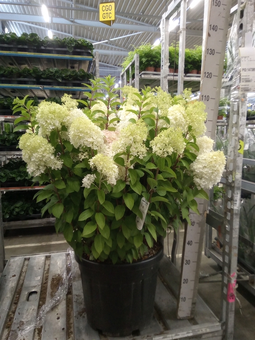 <h4>Hydrangea pan.</h4>