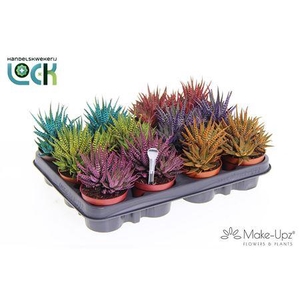 Haworthia fasciata 'Big Band'