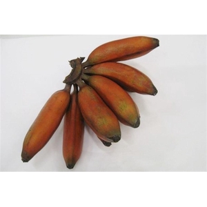 Musa Hands Sapientum Red