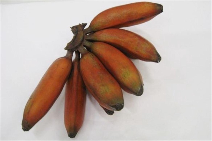 <h4>Musa Hands Sapientum Red</h4>