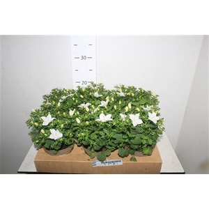 Camp Is Atlant White