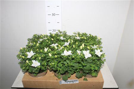 <h4>Camp Is Atlant White</h4>