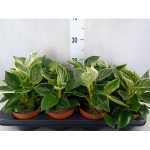 Philodendron   ...