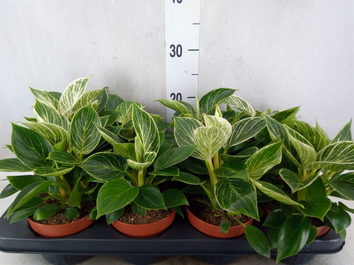 <h4>Philodendron   ...</h4>