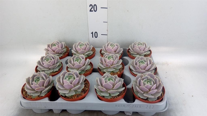 <h4>Echeveria ...</h4>