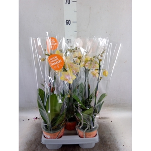 Phalaenopsis  'Bolgheri Lemon'