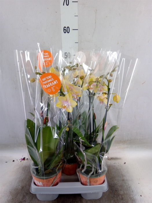 <h4>Phalaenopsis  'Bolgheri Lemon'</h4>