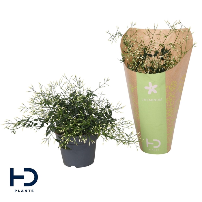 <h4>Jasminum polyanthum</h4>