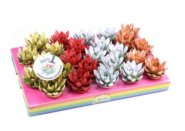 <h4>ECHEVERIA KERSTMIX P5.5</h4>