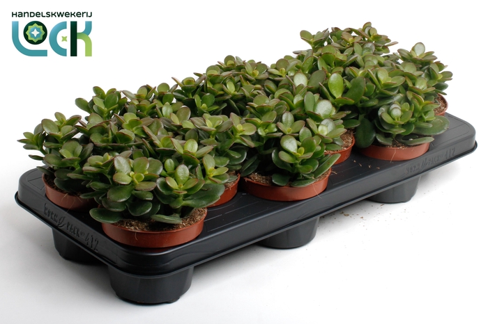 <h4>Crassula Minor</h4>