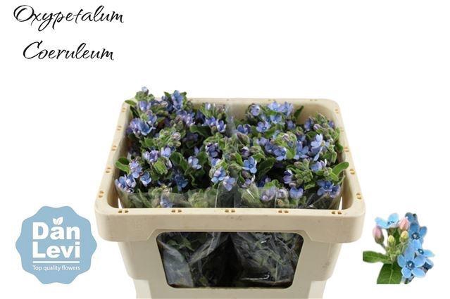 <h4>OXY CO TAN PURE BLU</h4>