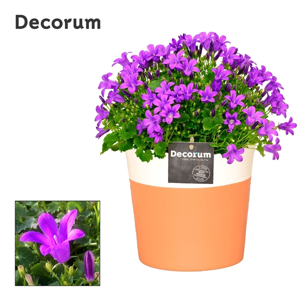 <h4>Campanula Porto LL Decorum Terra Cotta</h4>