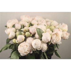 Paeo L Bowl Of Cream Ex 3/4