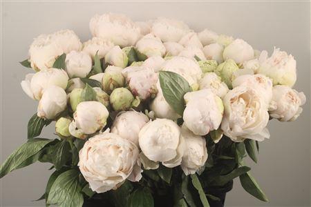 <h4>Paeo L Bowl Of Cream Ex 3/4</h4>