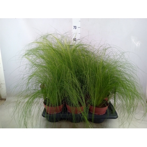 Stipa tenuifolia