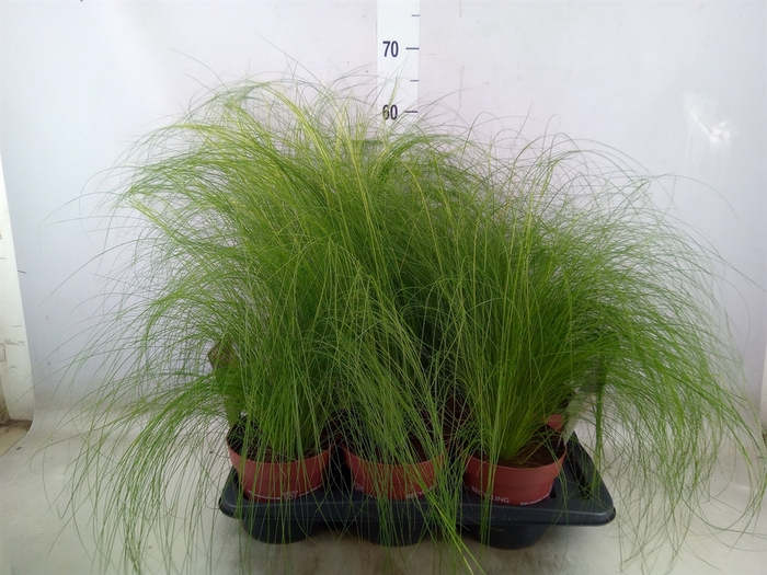 <h4>Stipa tenuifolia</h4>