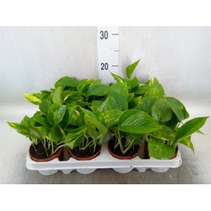 Epipremnum pinn. 'Aureum'