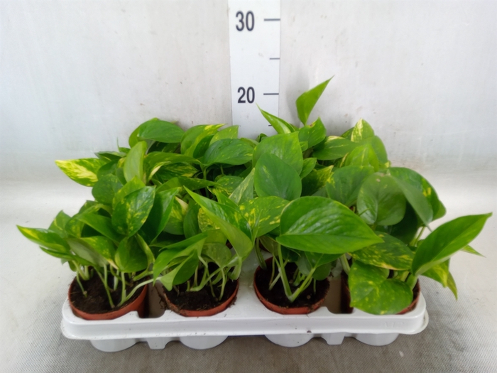 <h4>Epipremnum pinn. 'Aureum'</h4>