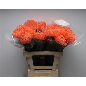 Leuco Waxed Apricot